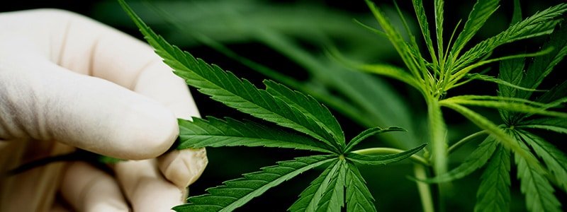 Mano tocando planta de Cannabis o marihuana